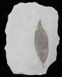 Fossil Cedrelospermum nervosa Leaf - Green River Formation #20325-1